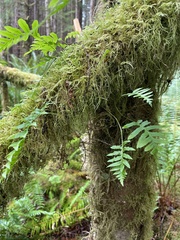 Polypodium glycyrrhiza