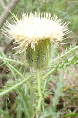 Cirsium horridulum