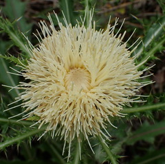 Cirsium horridulum