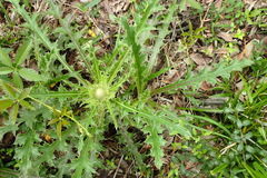Cirsium horridulum