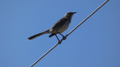 Mimus thenca