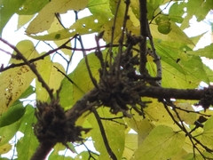 Podosphaera phytoptophila