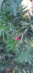 Taxus cuspidata