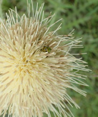 Cirsium horridulum