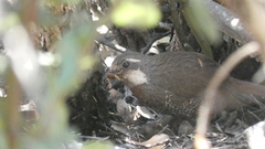 Pteroptochos megapodius