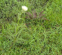 Cirsium horridulum