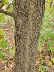 Podosphaera phytoptophila