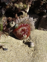 Actinia fragacea
