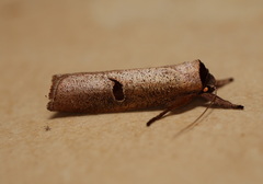 Pilostibes stigmatias