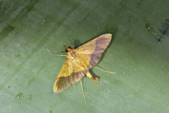 Desmia flavalis