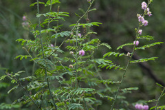 Mimosa asperata