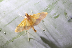 Desmia flavalis