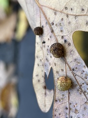 Neuroterus tantulus