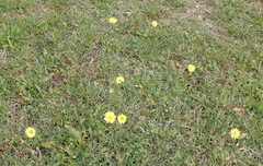 Pyrrhopappus pauciflorus