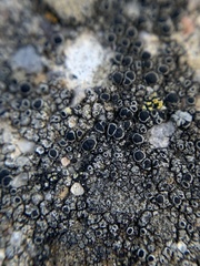 Rinodina