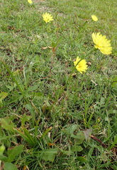 Pyrrhopappus pauciflorus
