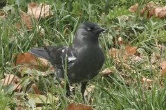 Corvus monedula