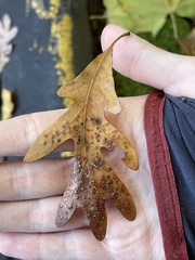 Neuroterus tantulus
