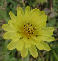 Pyrrhopappus pauciflorus