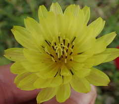 Pyrrhopappus pauciflorus