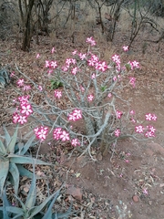 Adenium multiflorum