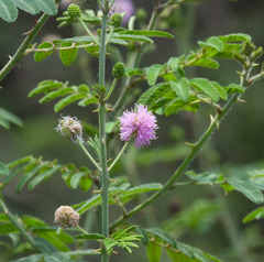 Mimosa asperata