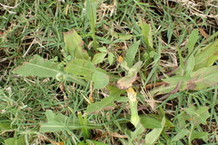 Pyrrhopappus pauciflorus