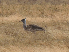 Ardeotis kori struthiunculus