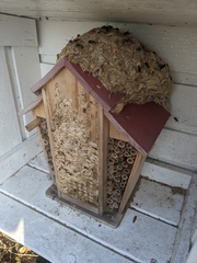 Vespula