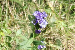 Gentiana catesbaei