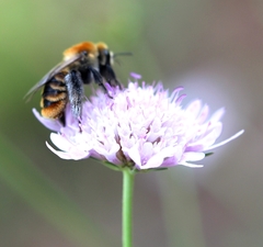 Dasypoda argentata