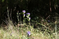 Gentiana catesbaei