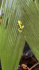 Agalychnis lemur