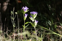 Gentiana catesbaei