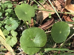 Hydrocotyle umbellata