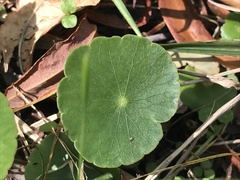 Hydrocotyle umbellata
