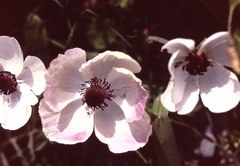 Anemone coronaria