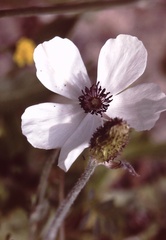 Anemone coronaria
