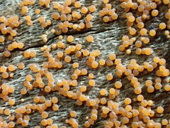 Hydropisphaera peziza