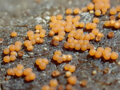 Hydropisphaera peziza