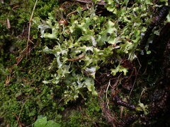 Tuckermanopsis subalpina