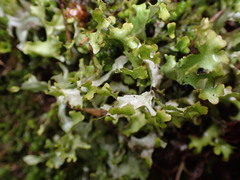 Tuckermanopsis subalpina