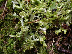 Tuckermanopsis subalpina
