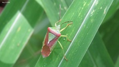 Acanthosoma spinicolle