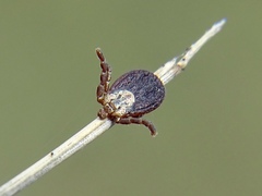 Dermacentor marginatus