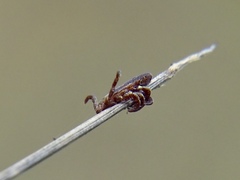 Dermacentor marginatus