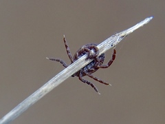Dermacentor marginatus