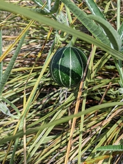 Cucurbita digitata