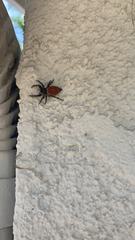 Phidippus adumbratus