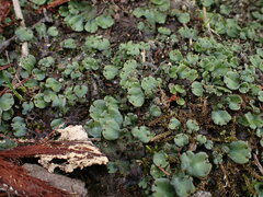 Marchantia polymorpha montivagans